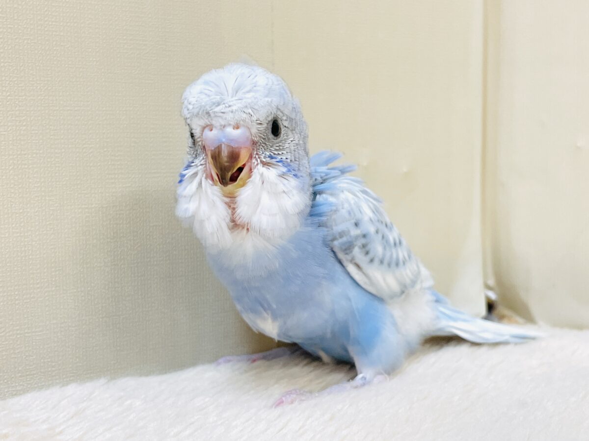 梵天セキセイインコ