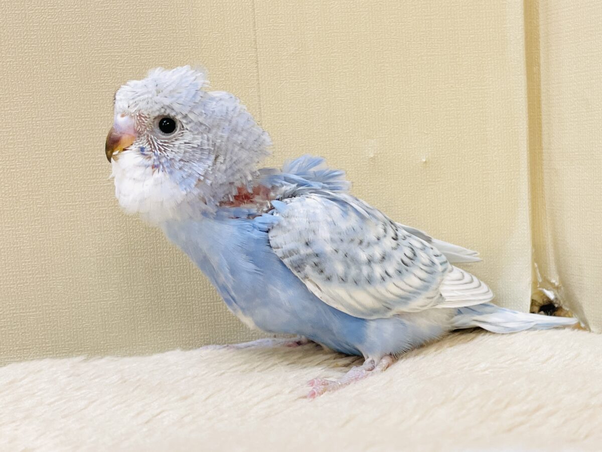 梵天セキセイインコ