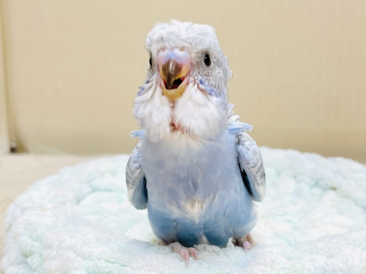 梵天セキセイインコ