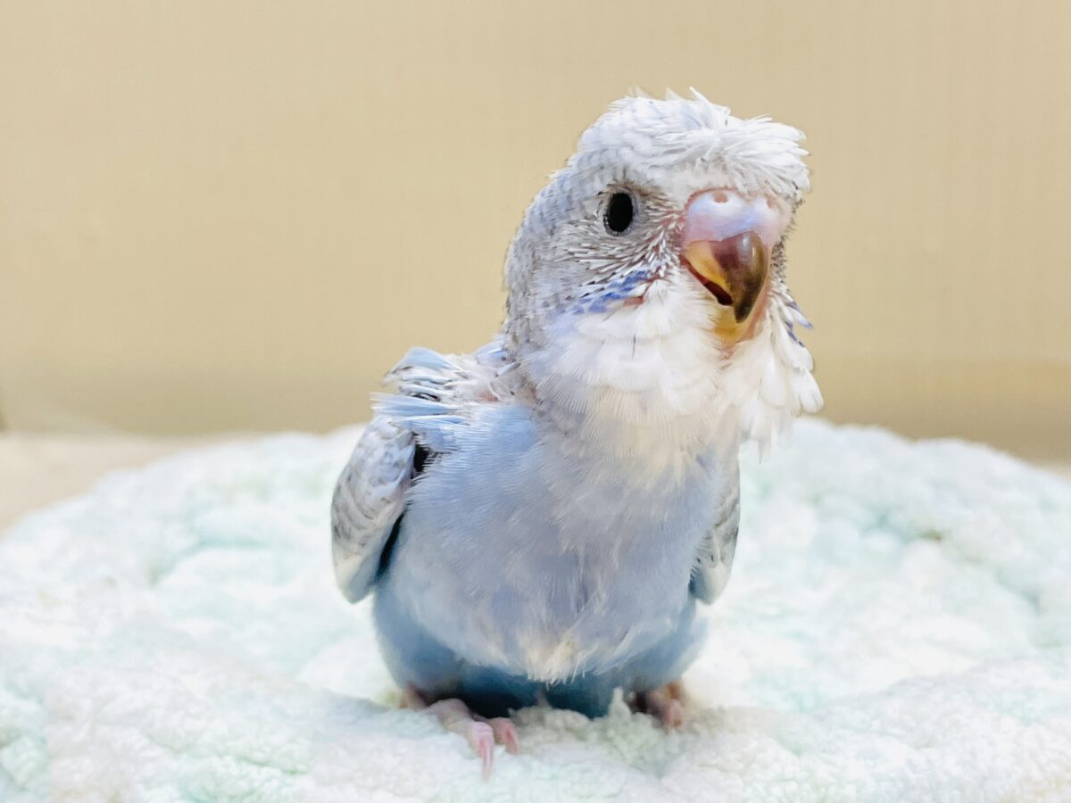 梵天セキセイインコ