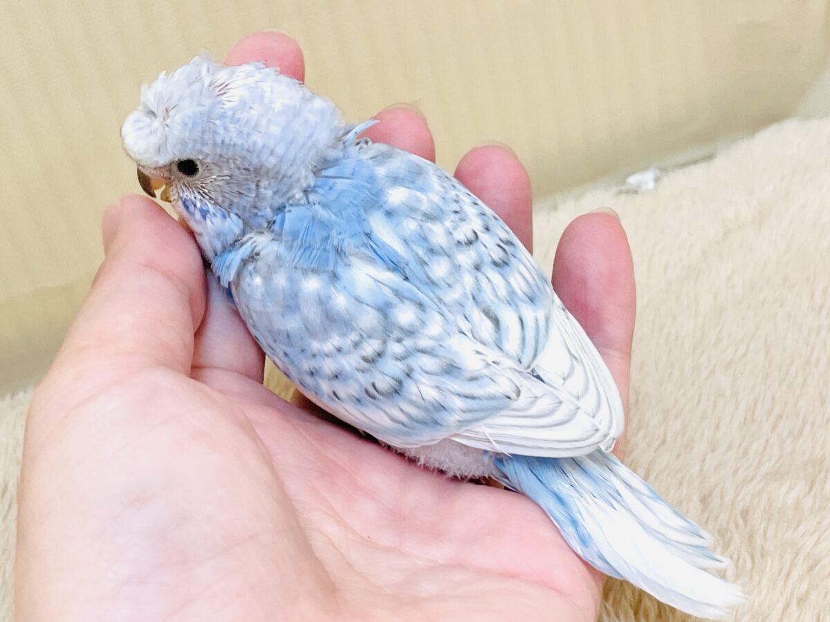 梵天セキセイインコ