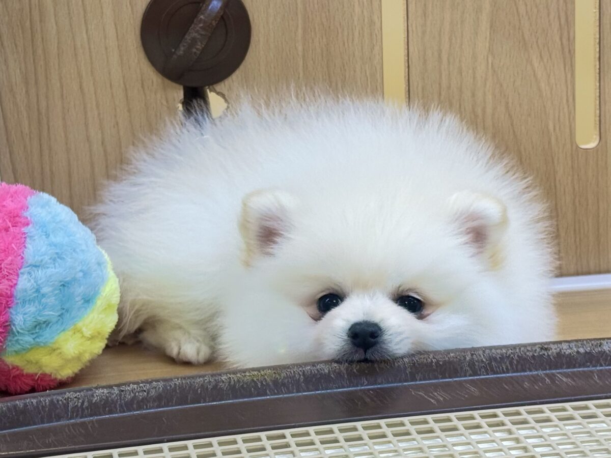 ポメラニアン