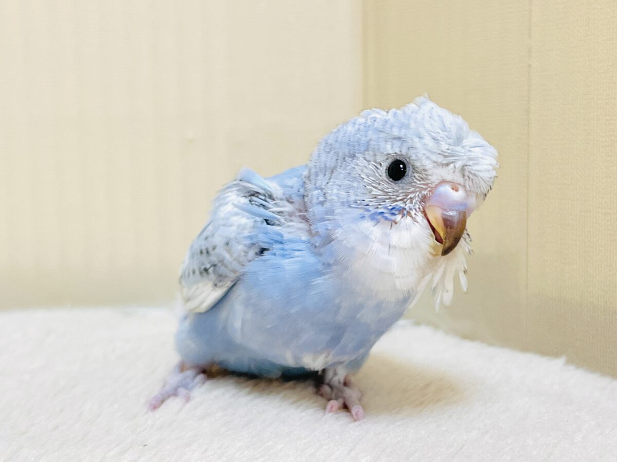 梵天セキセイインコ