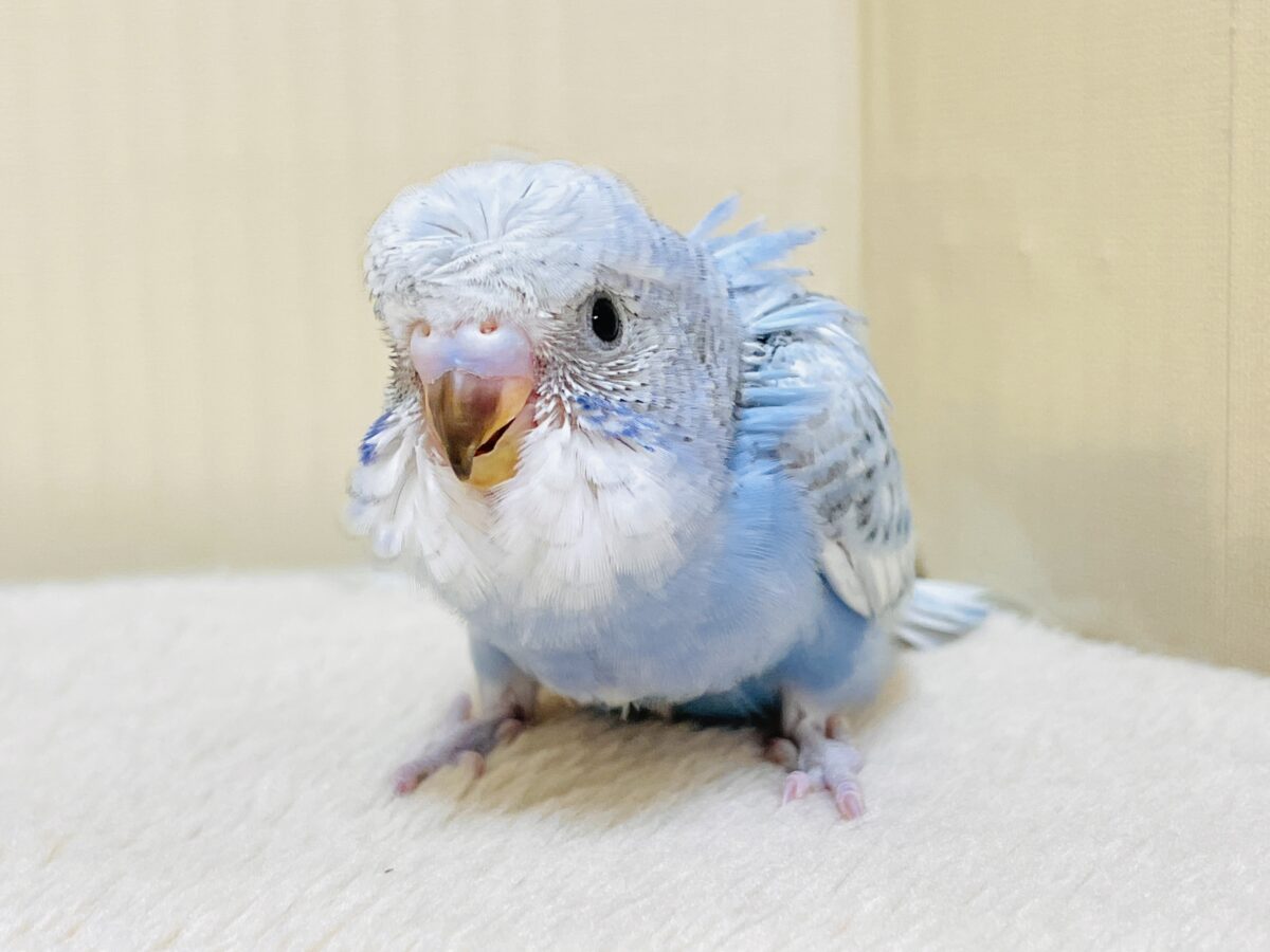 梵天セキセイインコ