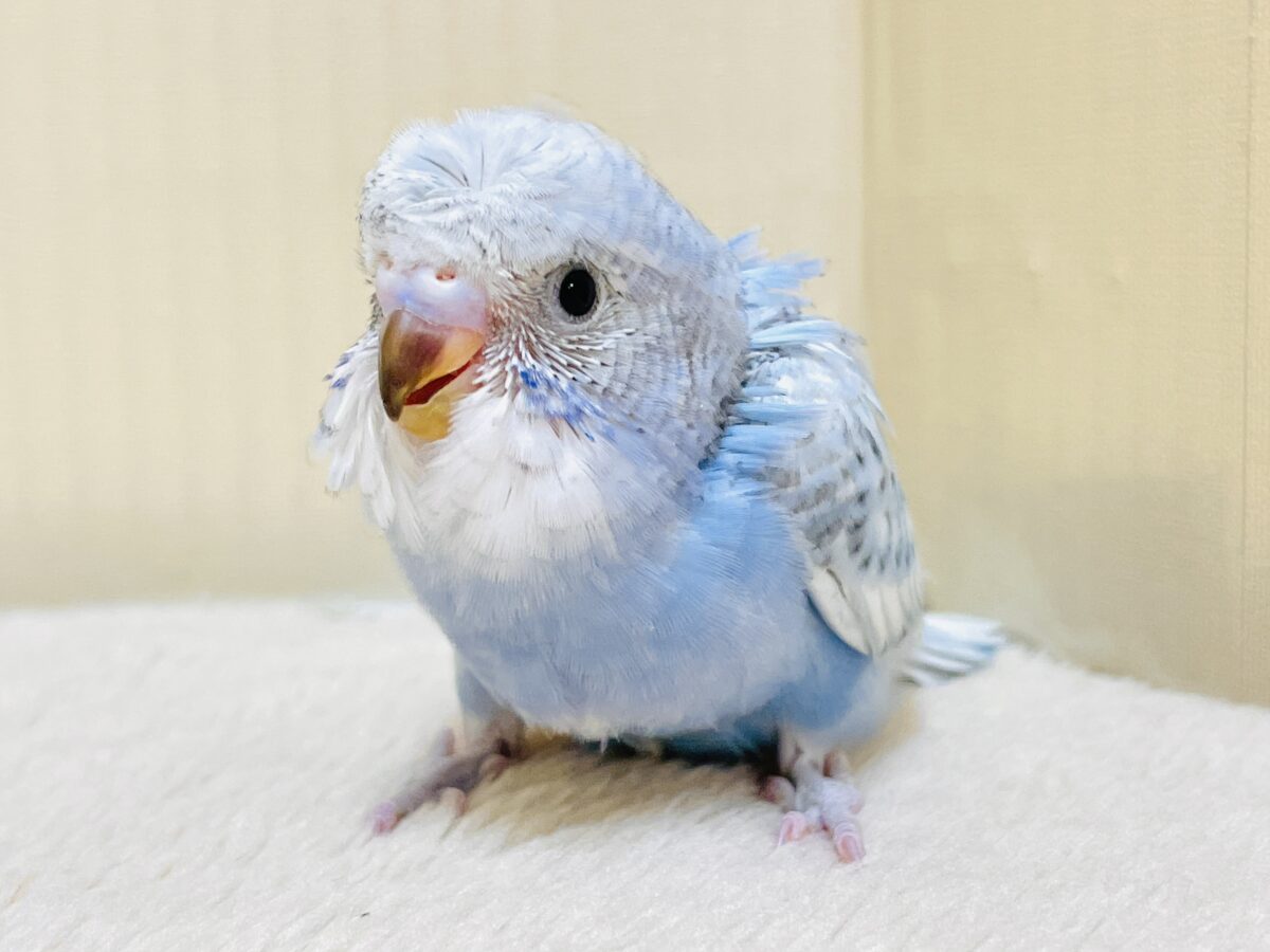 またまた登場っ🩵梵天セキセイインコ（スパングル）ヒナ