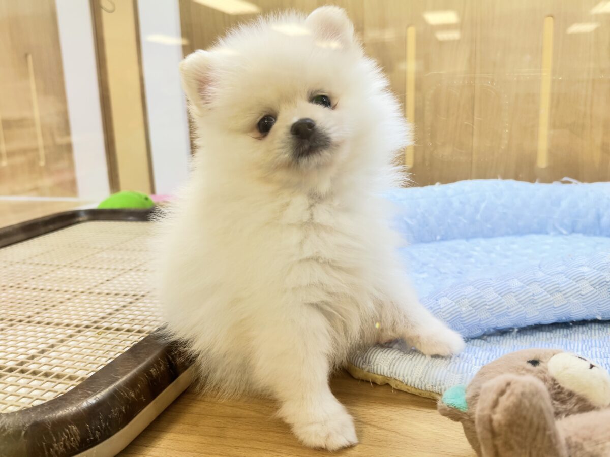 ポメラニアン