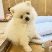 甘々綿あめちゃん＞ᵕ＜🎵💕ポメラニアン男の子