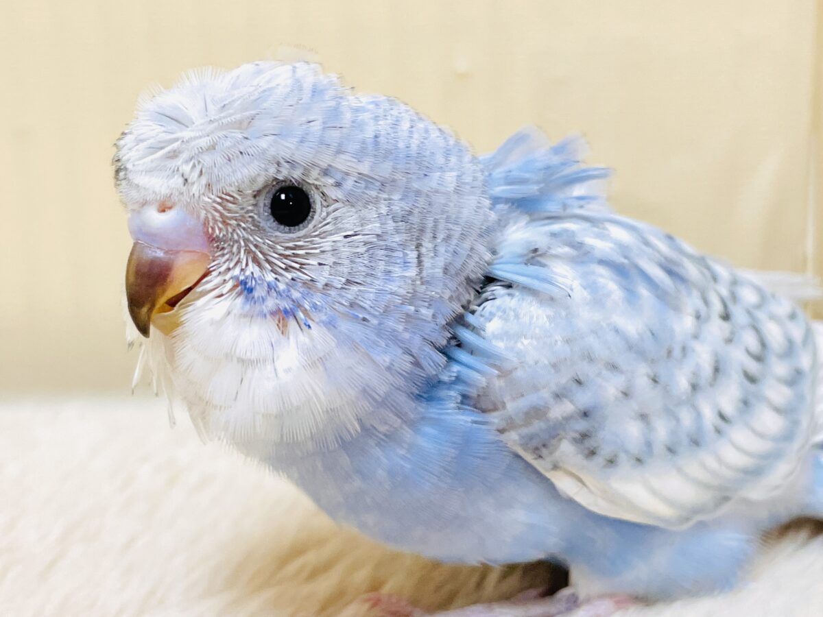 梵天セキセイインコ