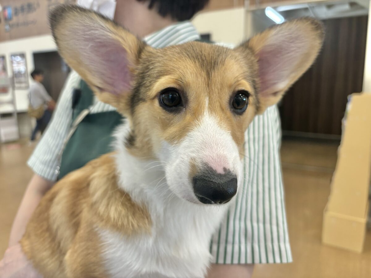 ウェルシュコーギー・ペンブローグ