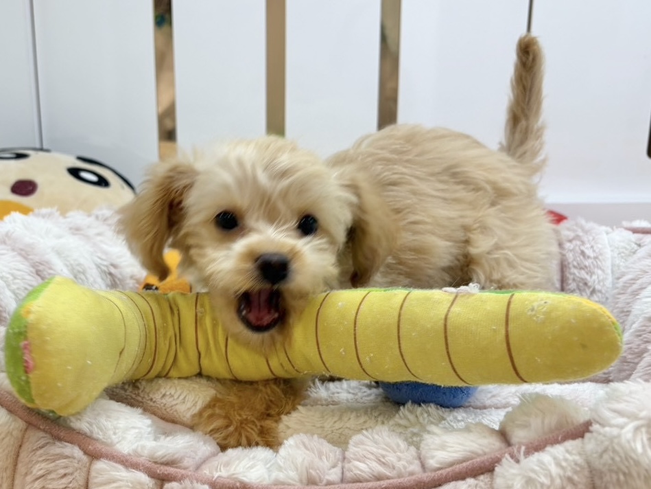 チワプー