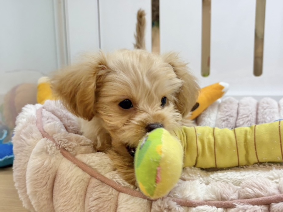 チワプー