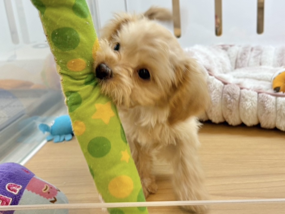 チワプー