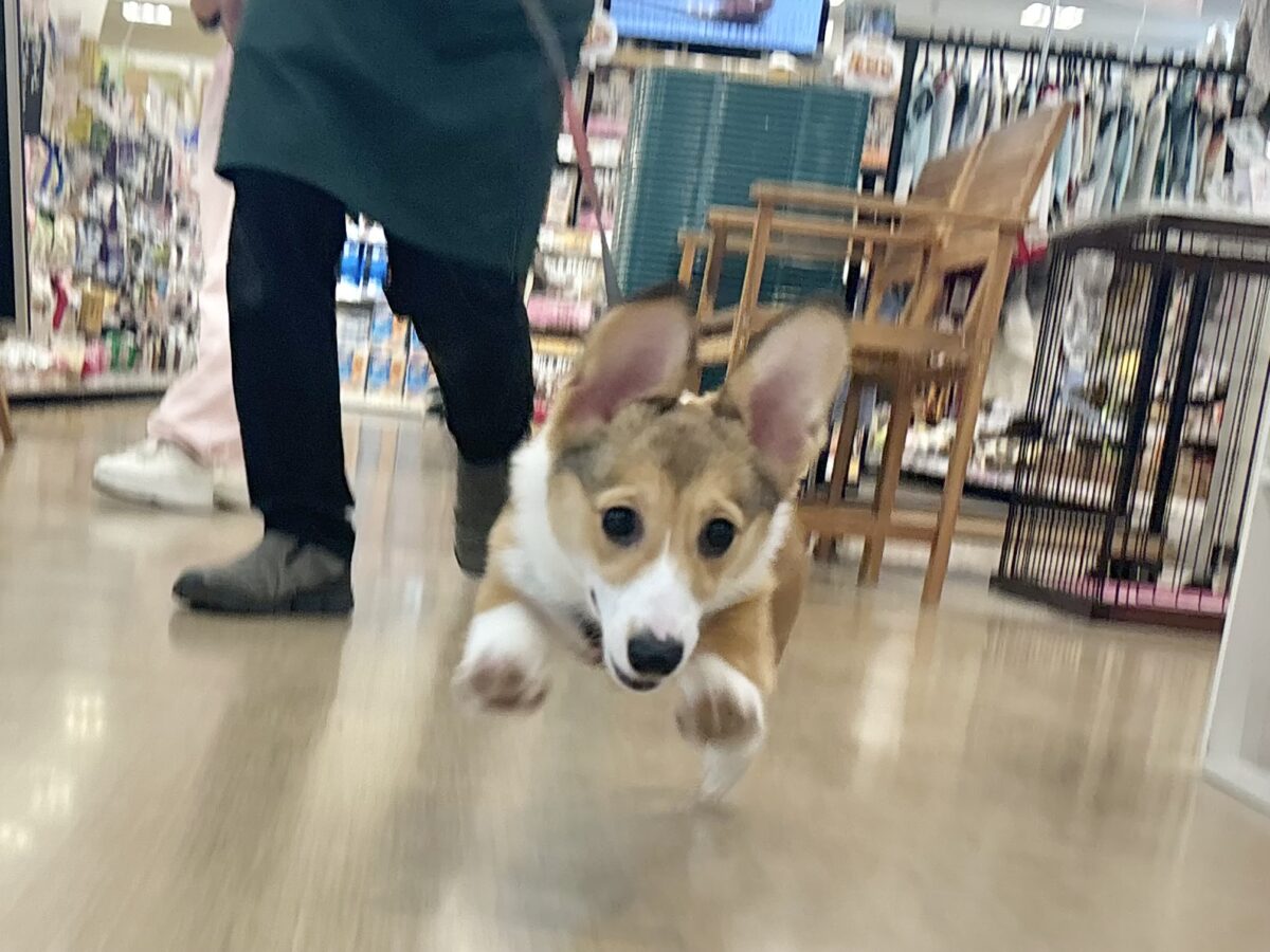ウェルシュコーギー・ペンブローグ
