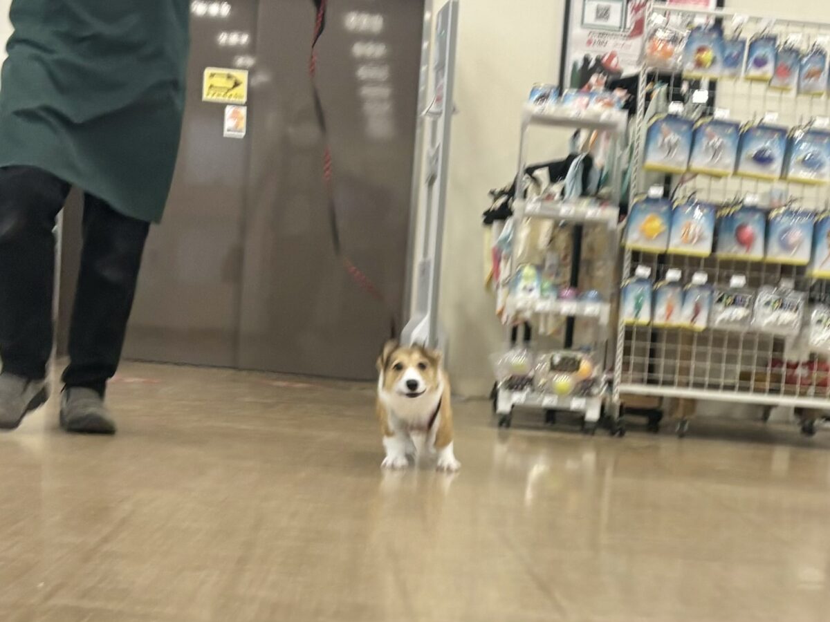 ウェルシュコーギー・ペンブローグ