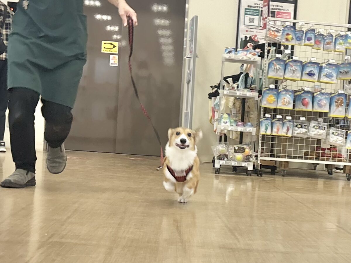 ウェルシュコーギー・ペンブローグ