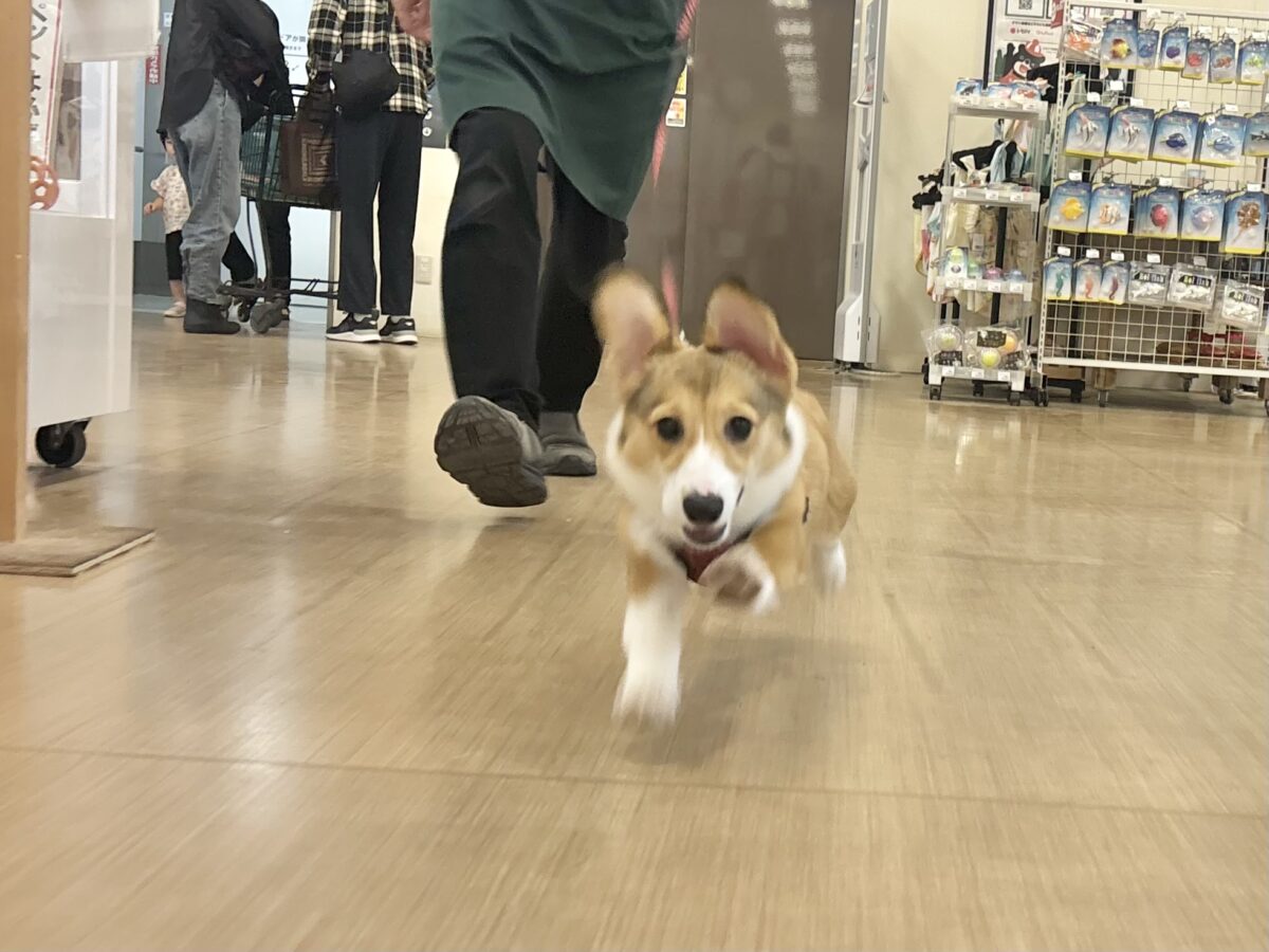 ウェルシュコーギー・ペンブローグ
