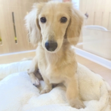 人が大好き❣️❣️ミニチュアダックスくん