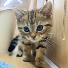 激かわ🤦🏻‍♀️💞ブラウンタビー🤎アメリカンショートヘア男の子🐱♡