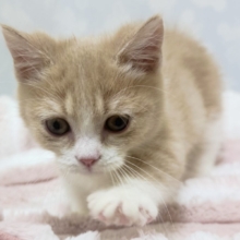 あざとすぎ注意🥺⚠️🩷ミヌエット男の子🐱🩵
