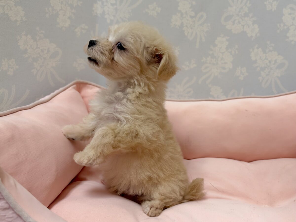 美味しそうなクリーム色💛マルプー男の子 マルプー