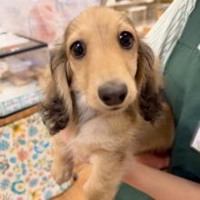 見つめられたら離せない💕カニヘンダックス男の子