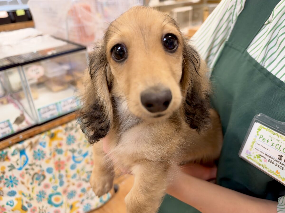 見つめられたら離せない💕カニヘンダックス男の子