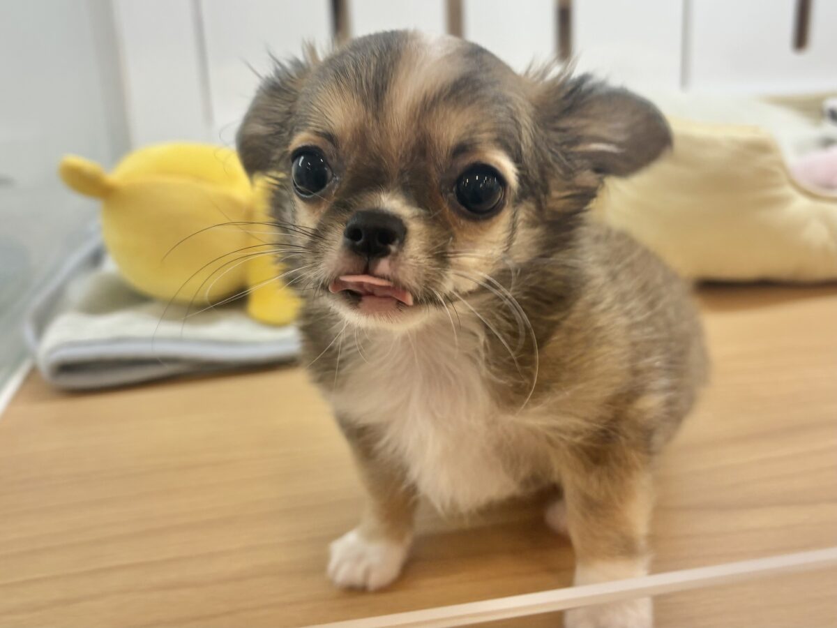 チワワ