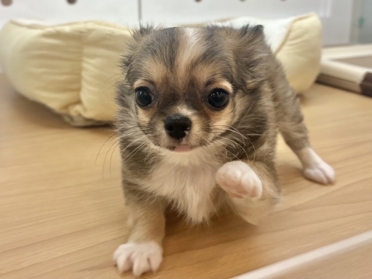 チワワ