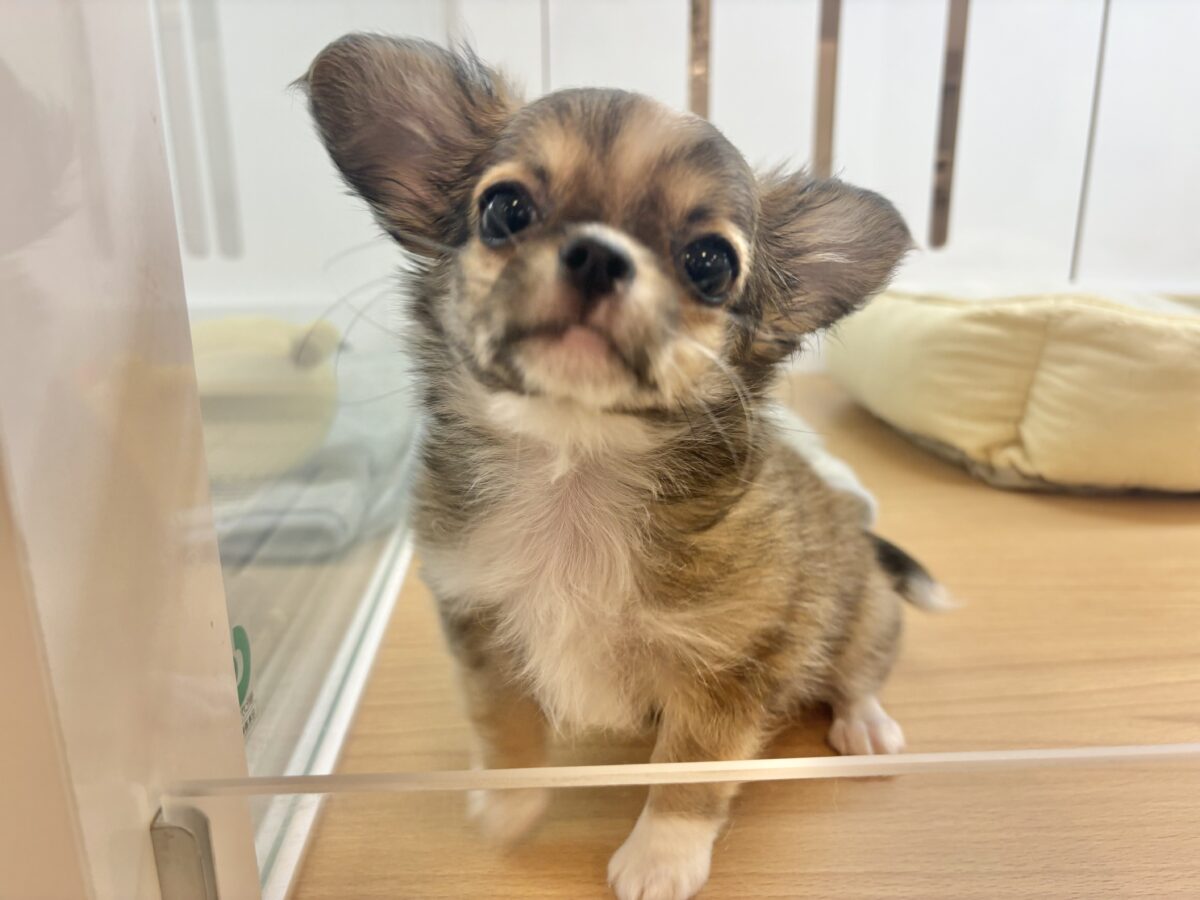 チワワ
