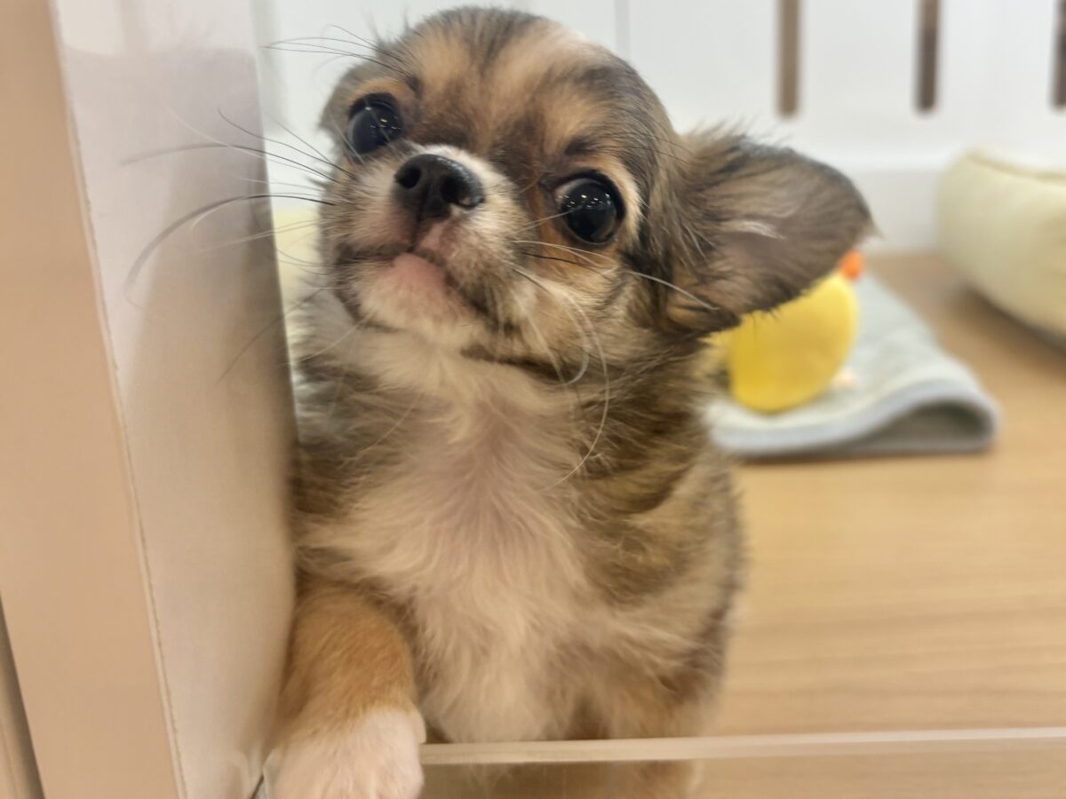チワワ