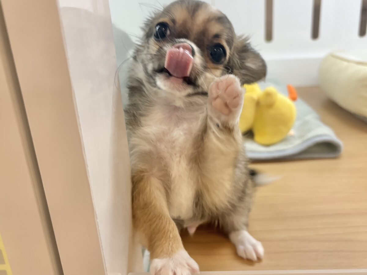 チワワ