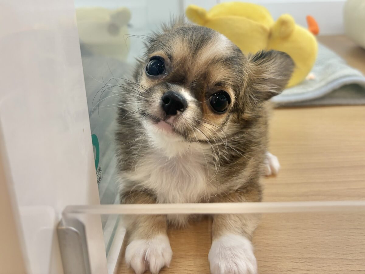 チワワ