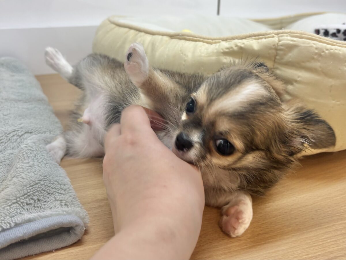 チワワ