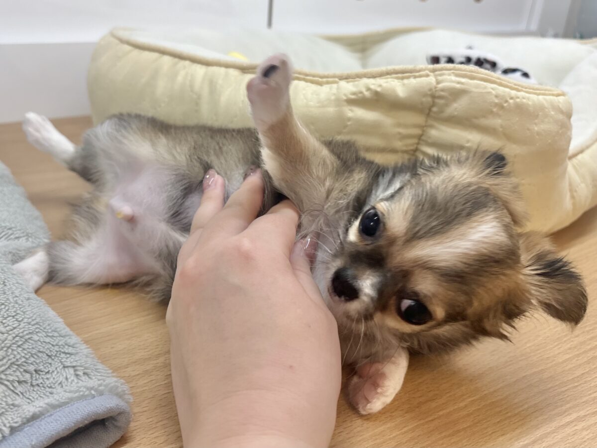 チワワ