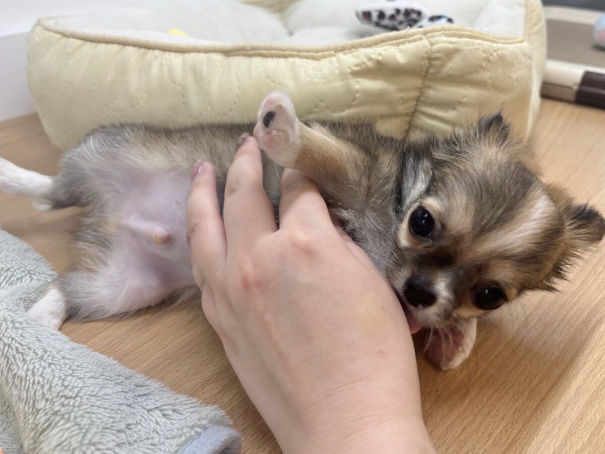 チワワ