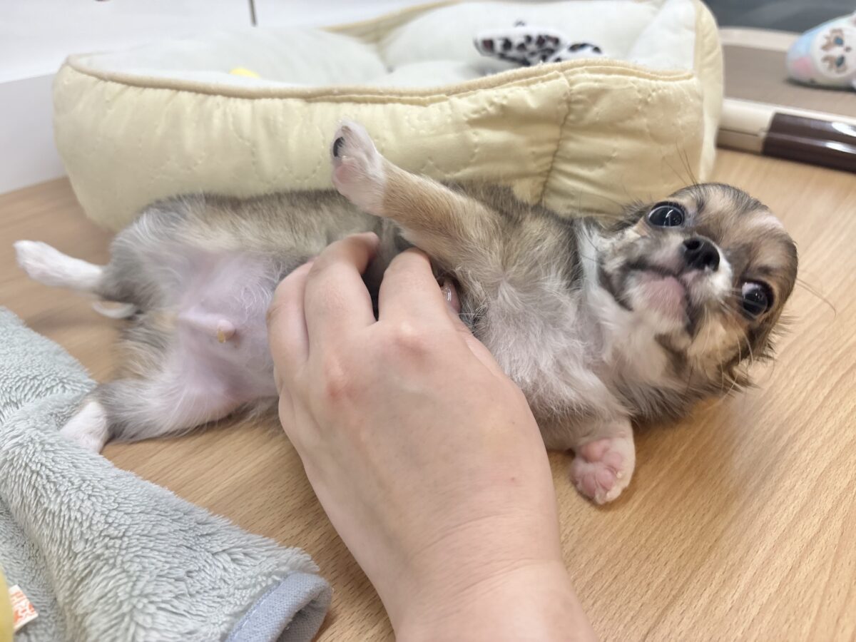 チワワ