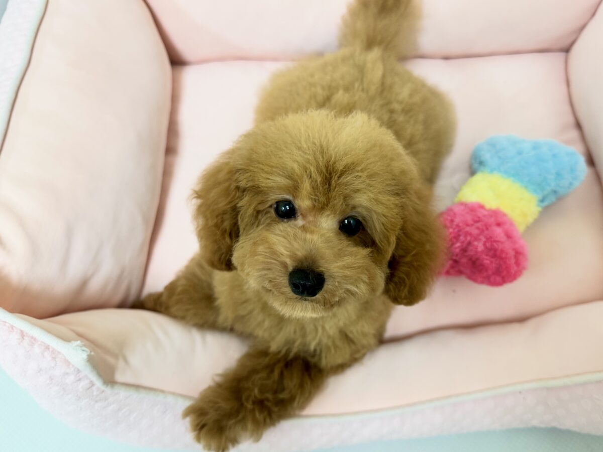 きゅるきゅる王子♡レッドのトイプーくん🐶👑💞