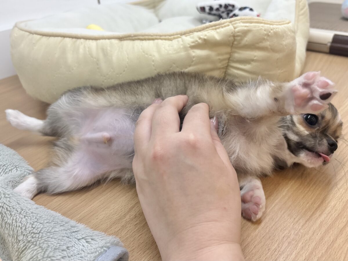 チワワ
