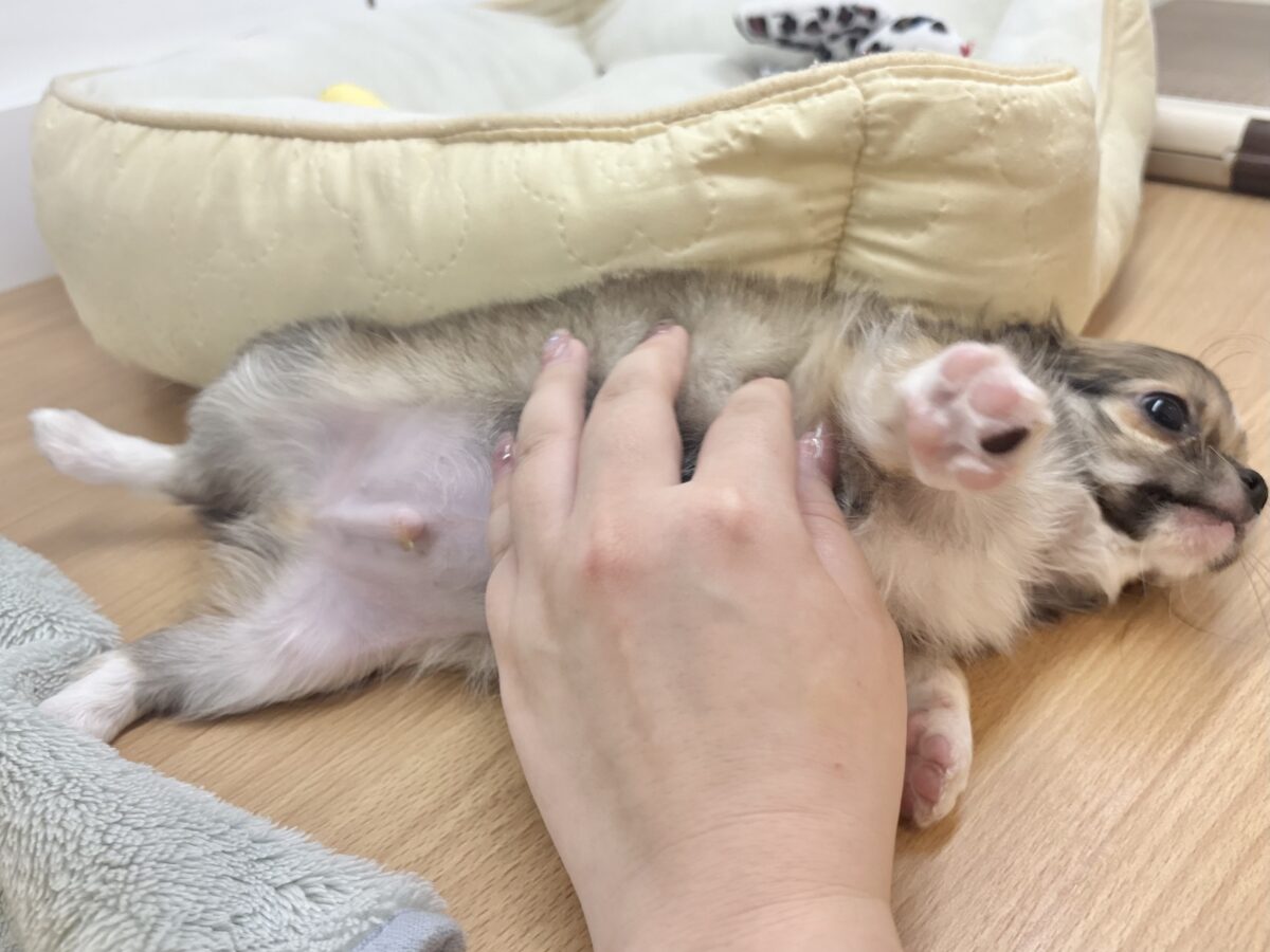 チワワ