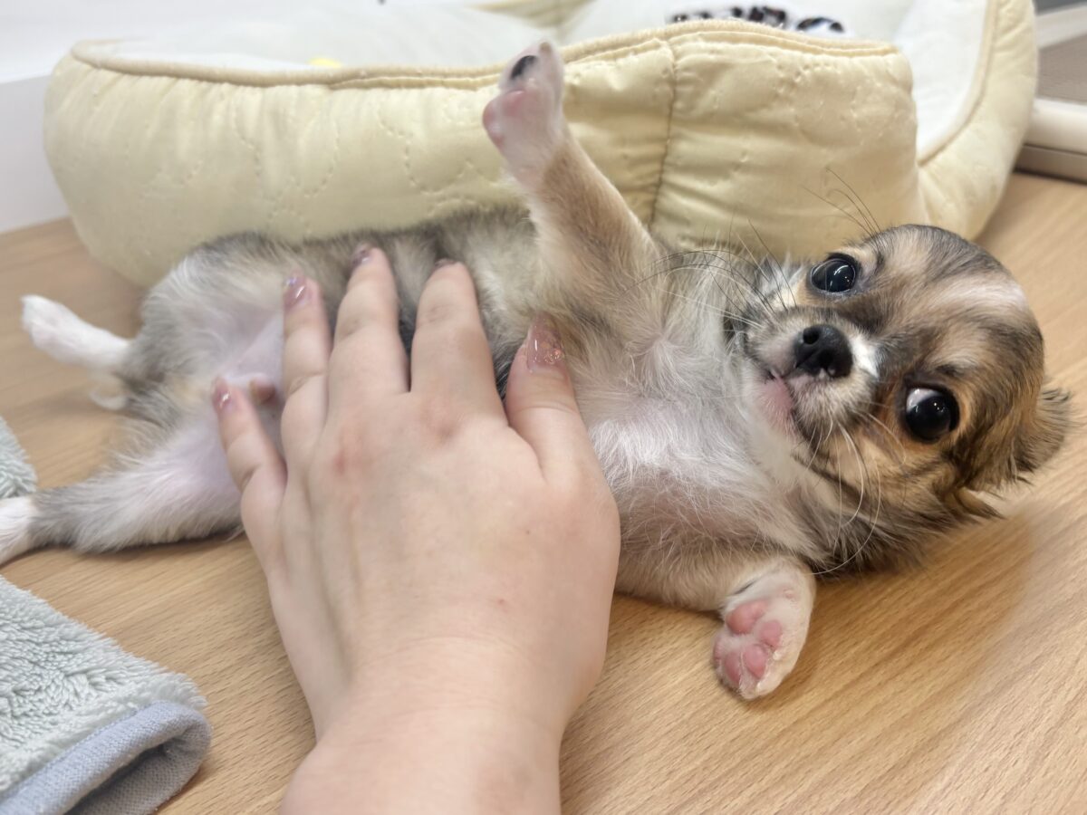 チワワ