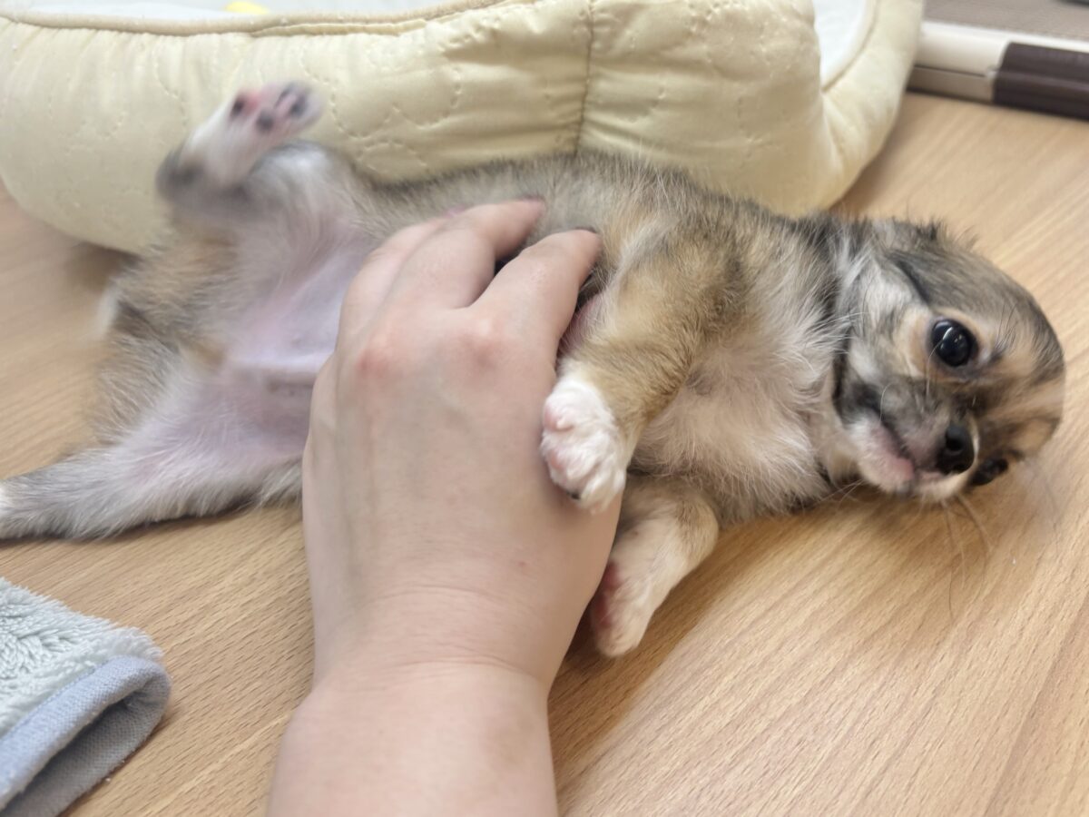 チワワ