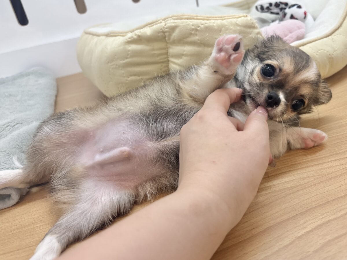 チワワ
