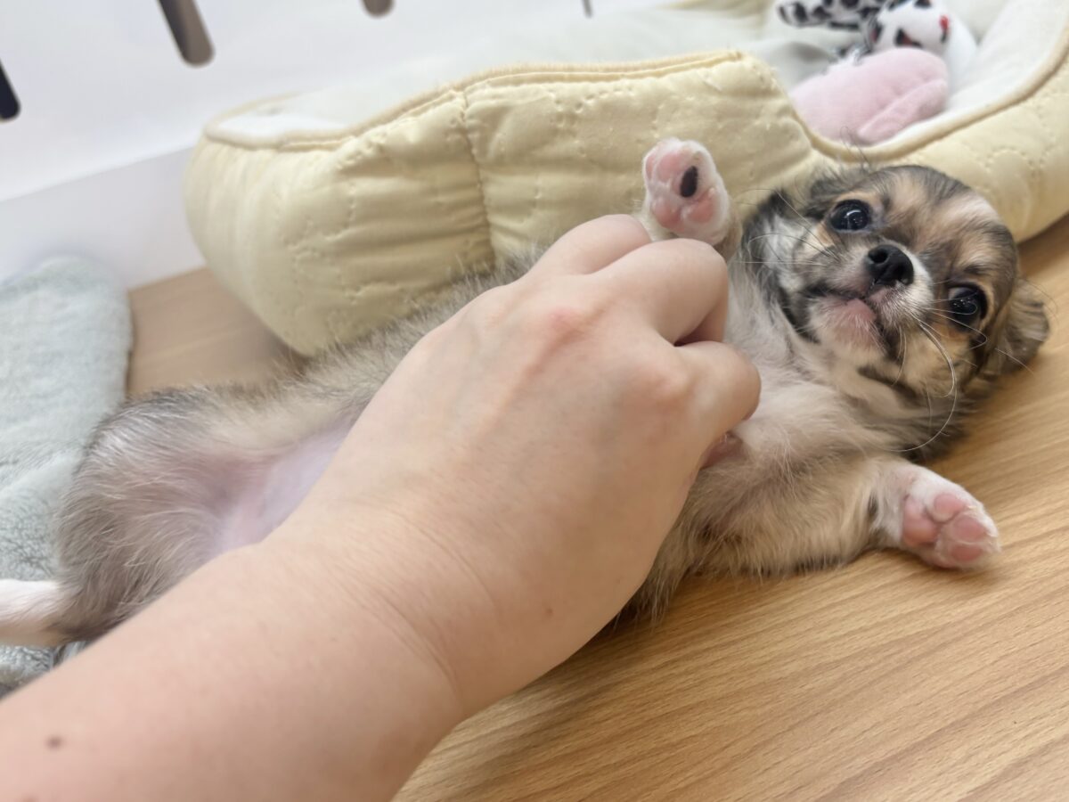 チワワ
