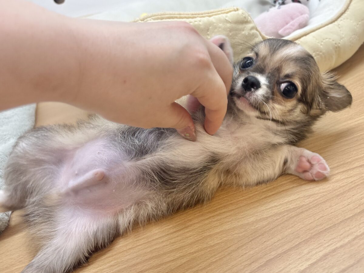 チワワ