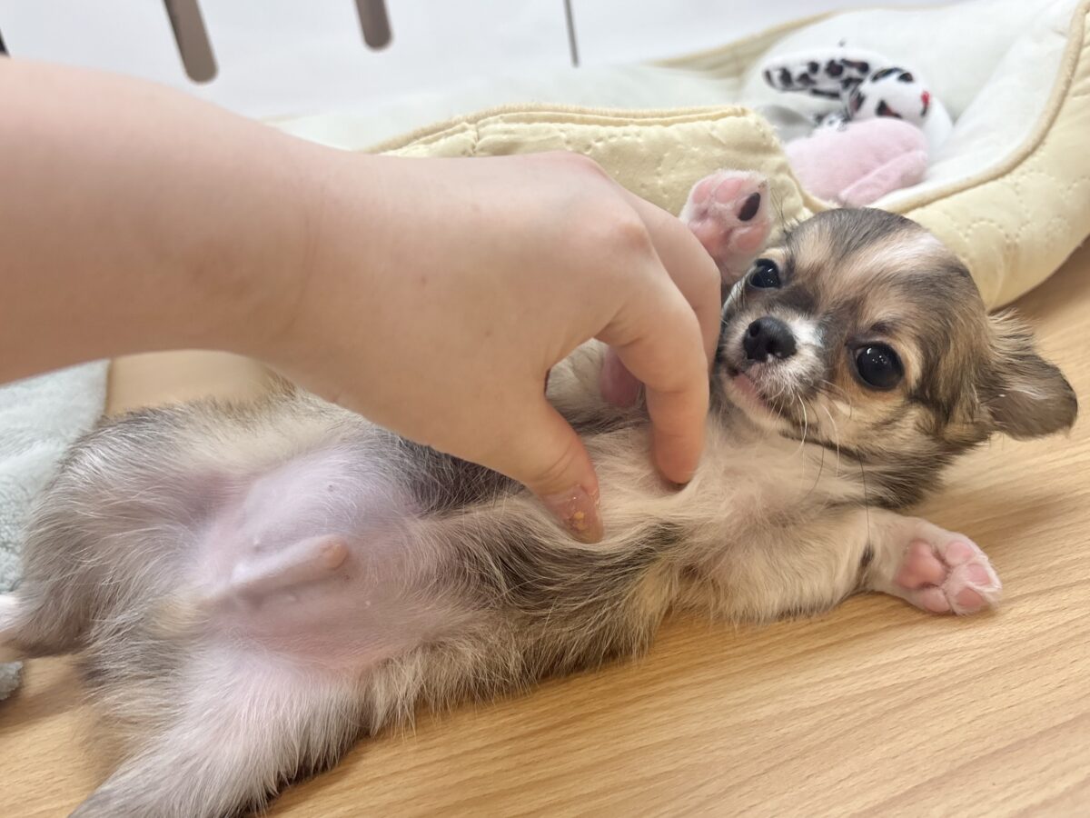 チワワ
