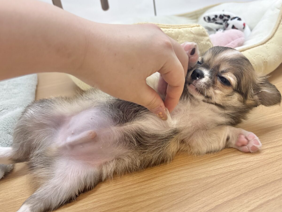 チワワ