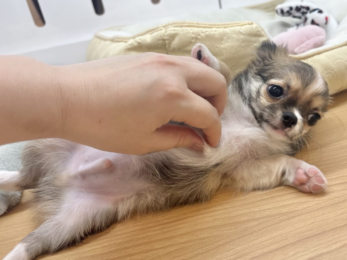 チワワ