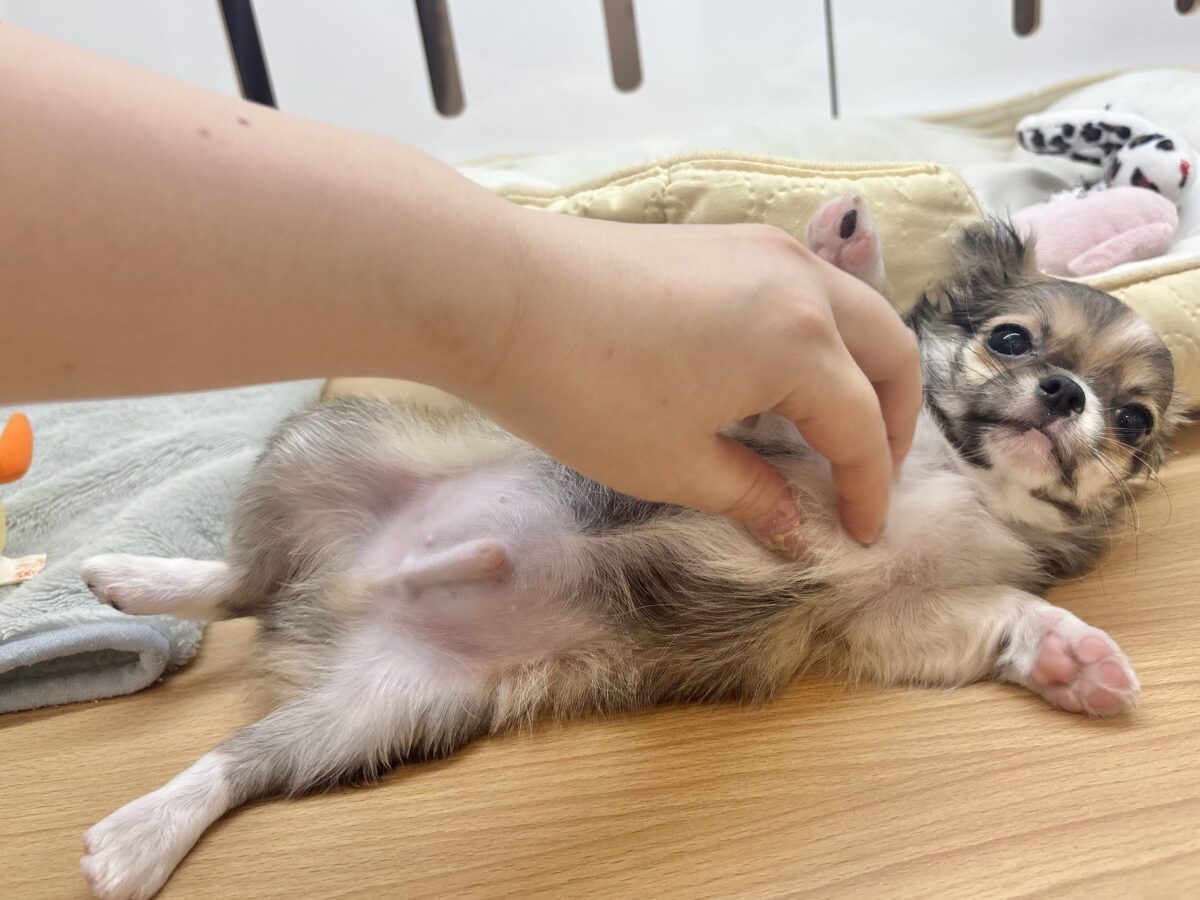 チワワ