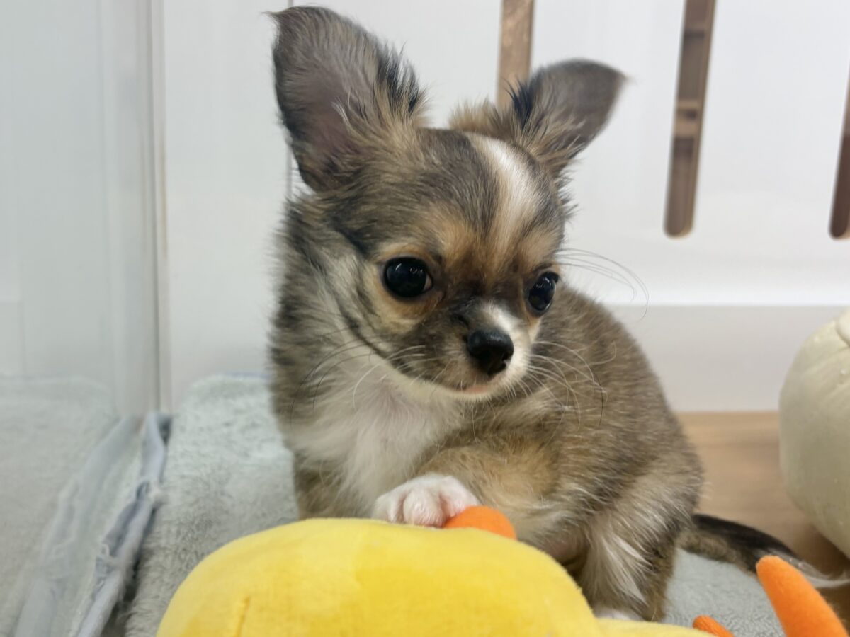チワワ