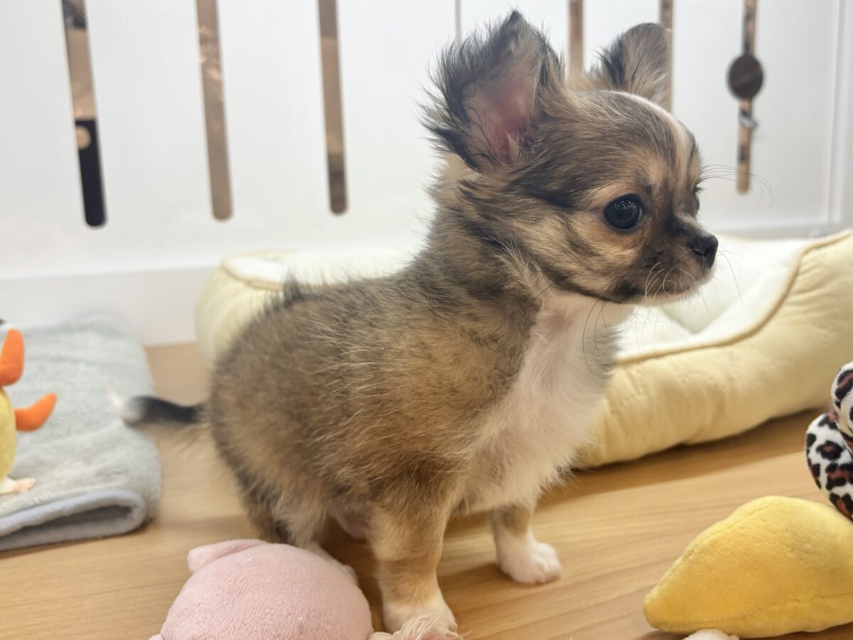 チワワ